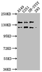 CSB-PA752101LA01HU