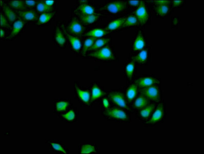 CSB-PA846585LA01HU