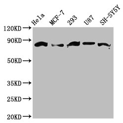CSB-PA860351LA01HU