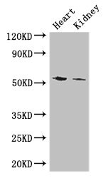 CSB-PA006390LA01HU