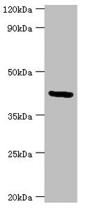 CSB-PA009666ESR1HU