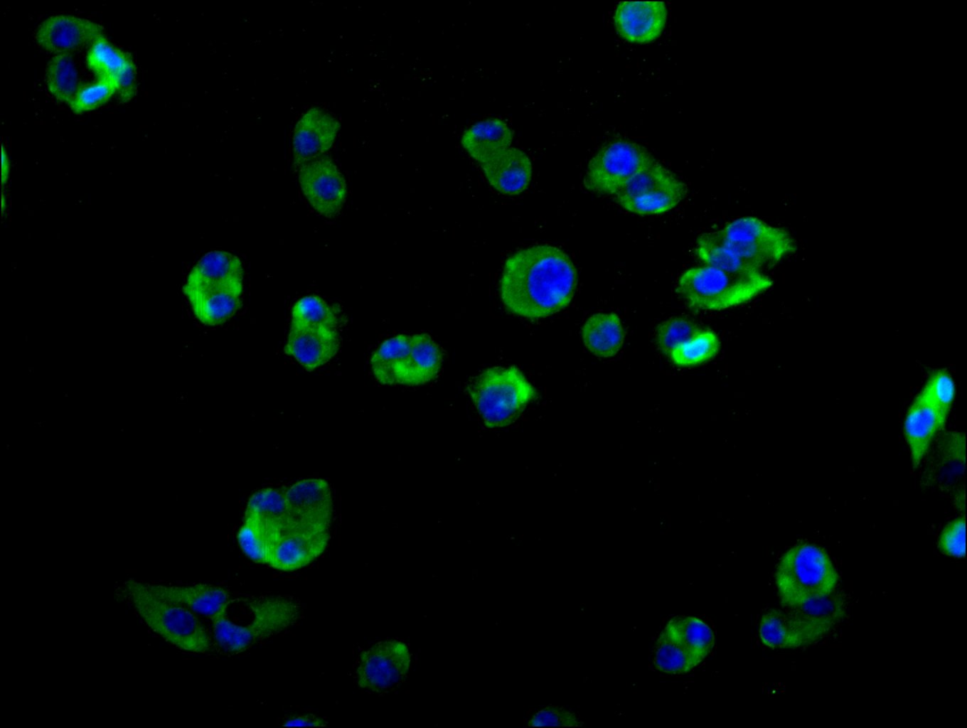 CSB-PA012091LA01HU
