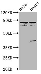 CSB-PA019144LA01HU