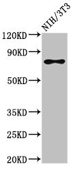 CSB-PA021136LA01HU