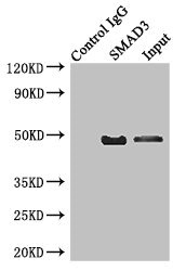 CSB-PA021788ESR2HU