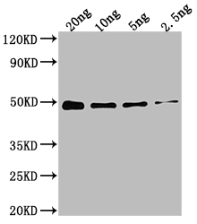 CSB-PA332636XA01ENV WB