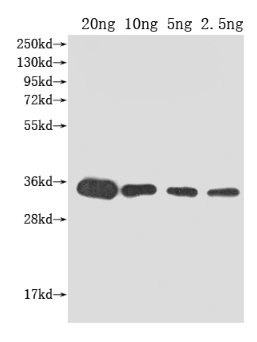 CSB-PA471458XA01EOE WB