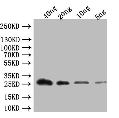 CSB-PA4898XA01BO WB
