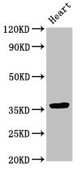 CSB-PA618768LA01HU