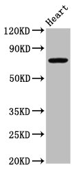 CSB-PA773044LA01HU