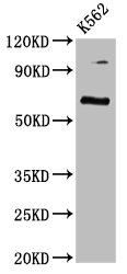 CSB-PA850323LA01HU