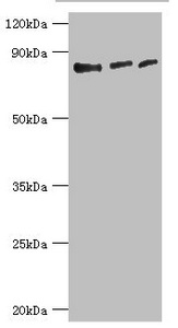 CSB-PA852913DSR2HU