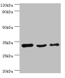 CSB-PA859937ESR2HU
