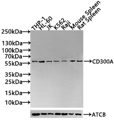 CSB-PA887023ESR1HU