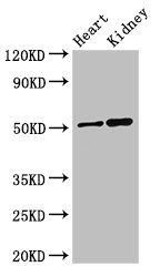 CSB-PA896485LA01HU
