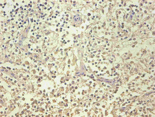 CSB-MA068302A0m