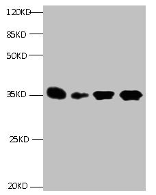 CSB-MA088331A0m