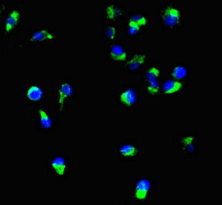 CSB-MA134471A0m