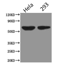 CSB-MA134471A0m