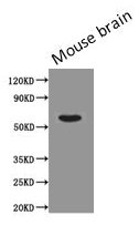 CSB-MA134471A0m