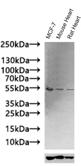 CSB-RA009514MA1HU