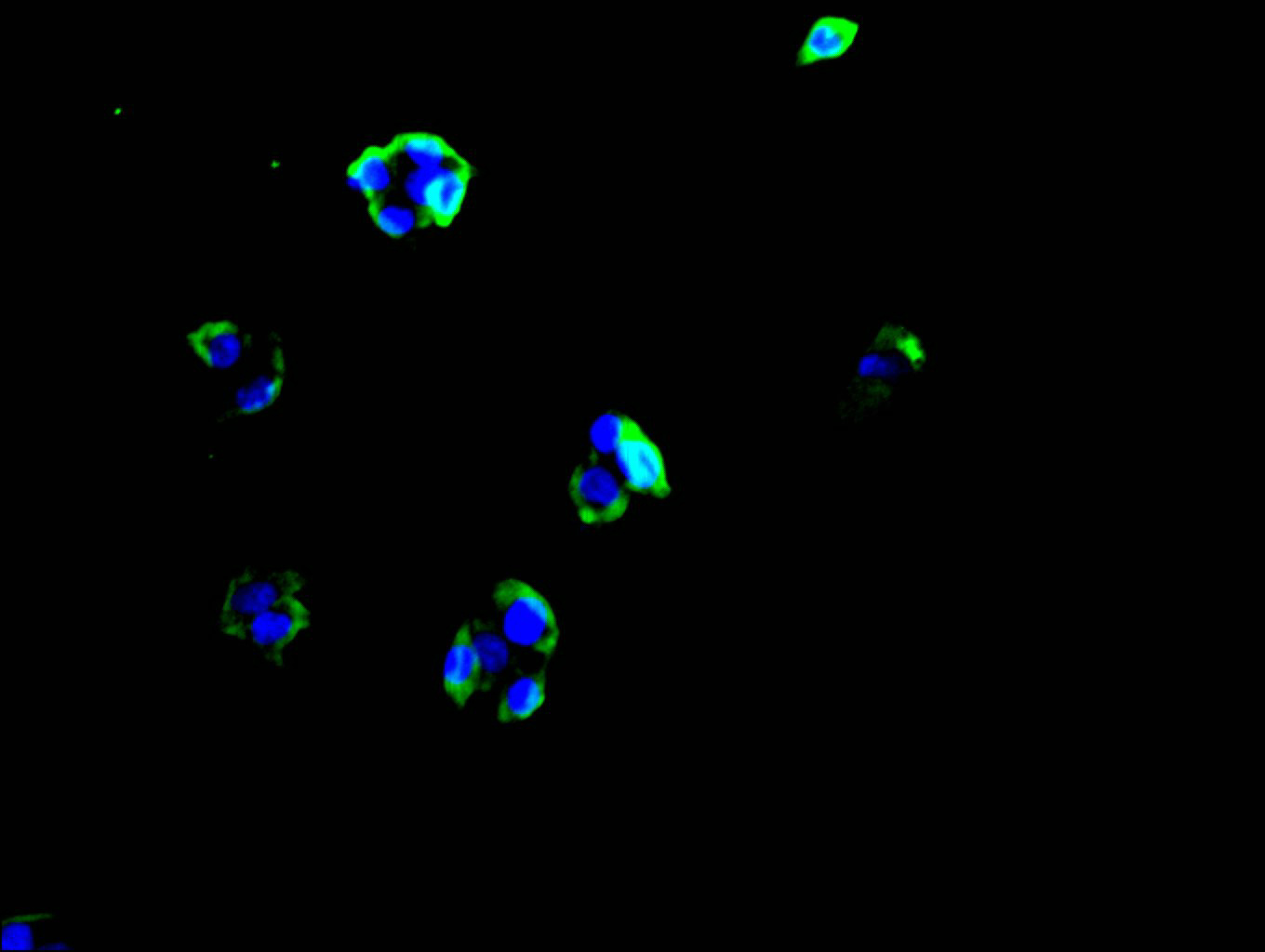 CSB-RA011649MA1HU