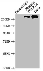 CSB-RA018327A02phHU