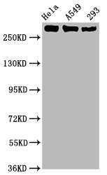 CSB-RA018327A02phHU