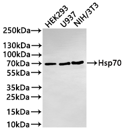 CSB-RA151186A0HU