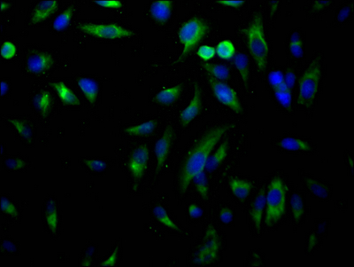 CSB-RA192026A0HU