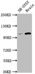 CSB-RA262034A0HU