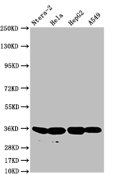 CSB-RA546047A0HU