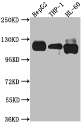 CSB-RA599445A0HU