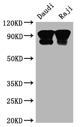 CSB-RA780821A0HU WB