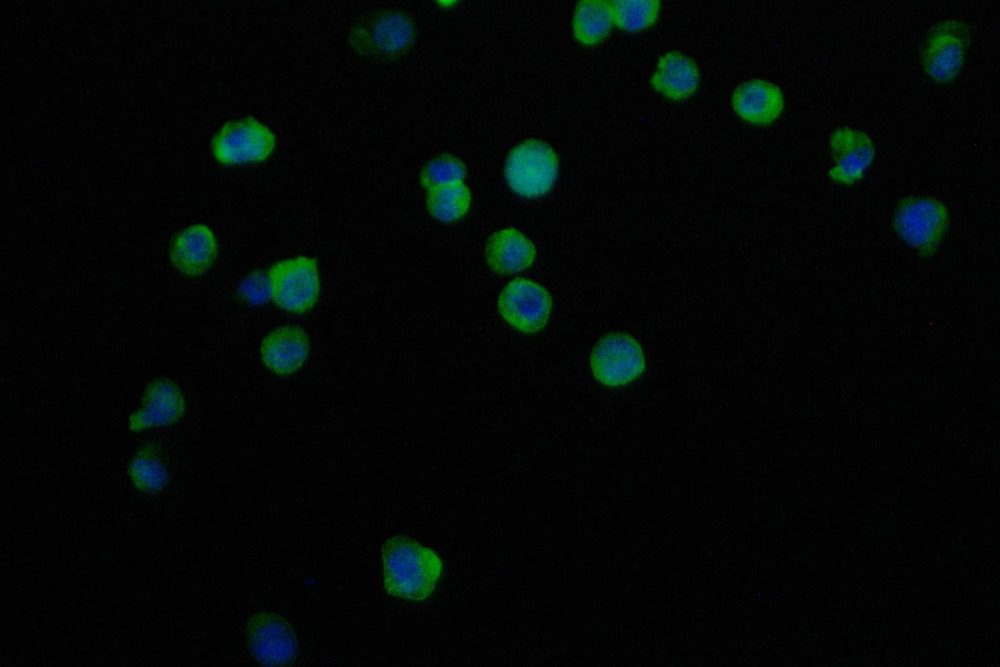 CSB-RA787996A0HU IF