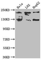 CSB-RA833565A0HU