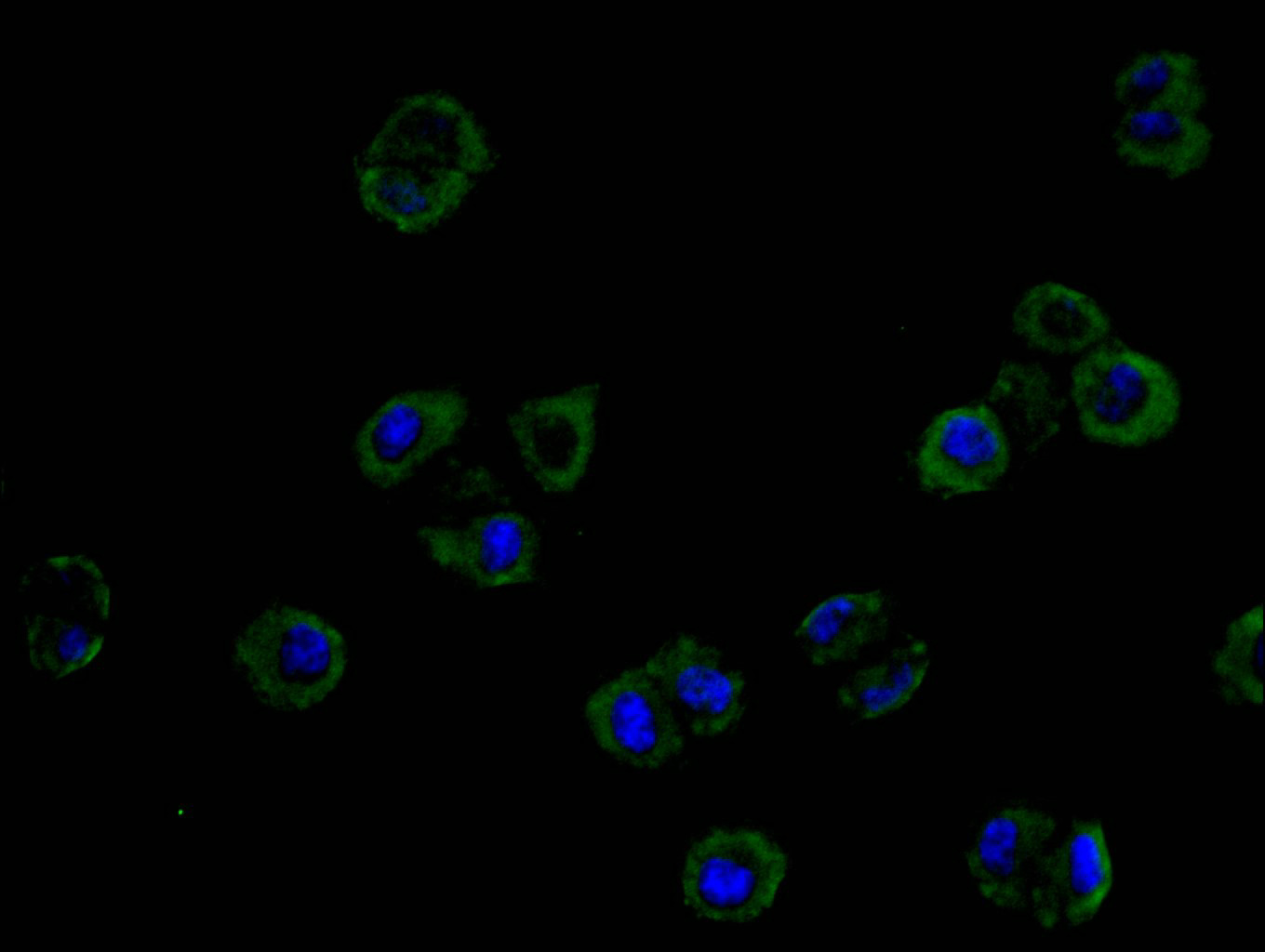 CSB-RA896760MA1HU