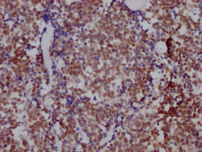 CSB-RA906662A0HU