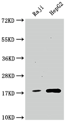 CSB-RA917671A0HU