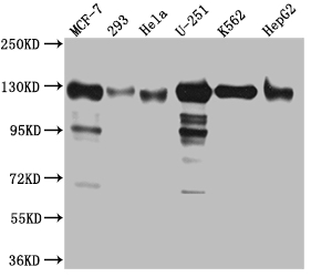 CSB-RA956956A0HU