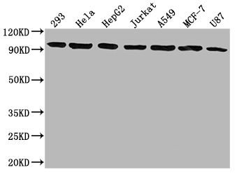 CSB-RA958910A0HU