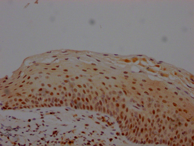 CSB-RA966553A0HU