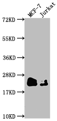 CSB-RA966553A0HU