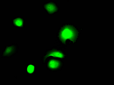 CSB-RA970289A0HU IF