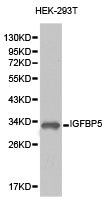CSB-PA011099KA01HU