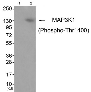 CSB-PA177236