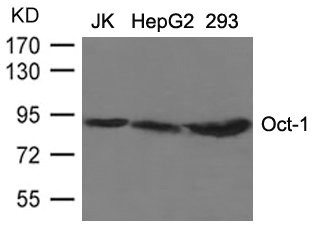 CSB-PA184871