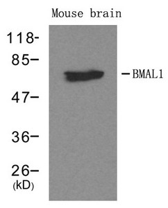 CSB-PA555899