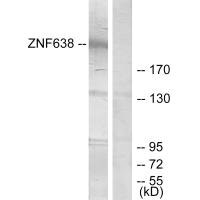 CSB-PA799270
