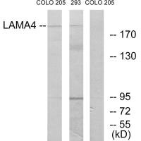 CSB-PA915894